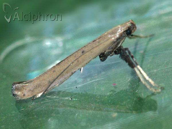 Caloptilia roscipennella