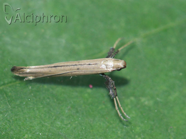 Caloptilia roscipennella