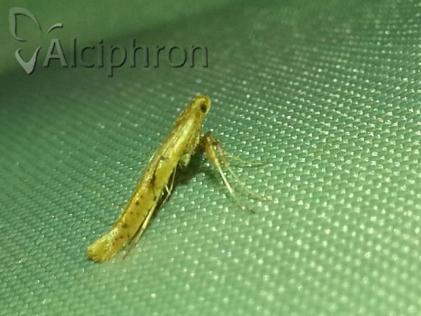 Caloptilia roscipennella