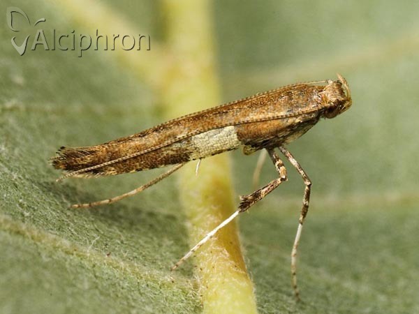 Caloptilia semifascia
