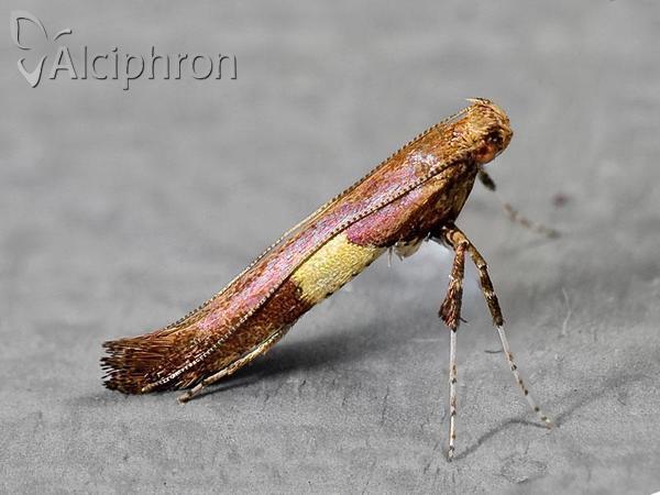 Caloptilia semifascia