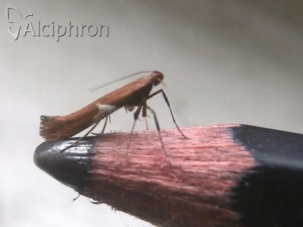 Caloptilia stigmatella