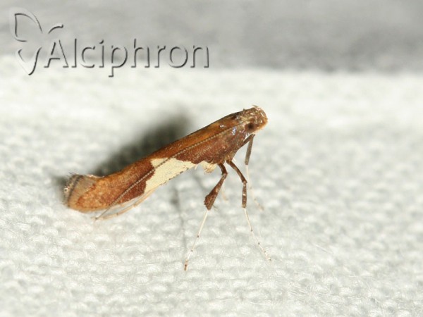 Caloptilia stigmatella