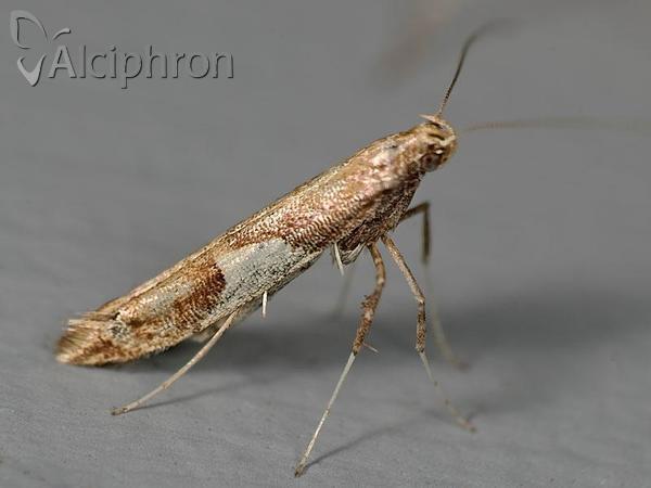 Caloptilia stigmatella