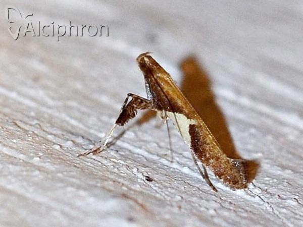 Caloptilia stigmatella