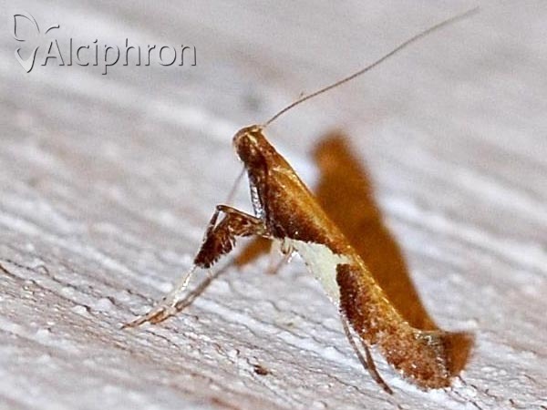 Caloptilia stigmatella