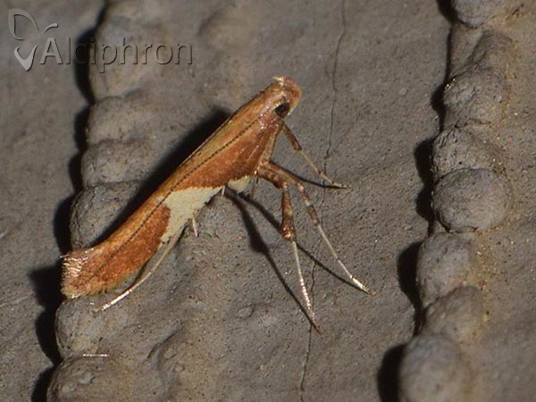 Caloptilia stigmatella