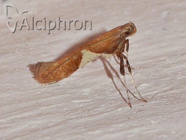 Caloptilia stigmatella