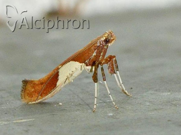 Caloptilia stigmatella