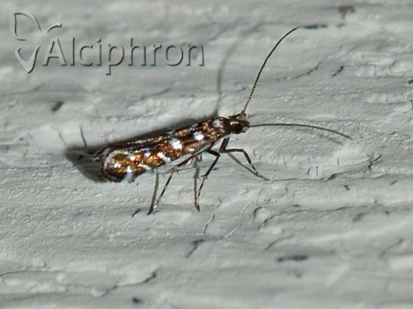 Parectopa ononidis