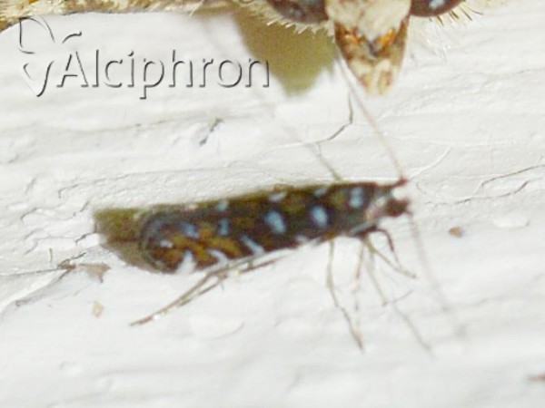 Parectopa ononidis