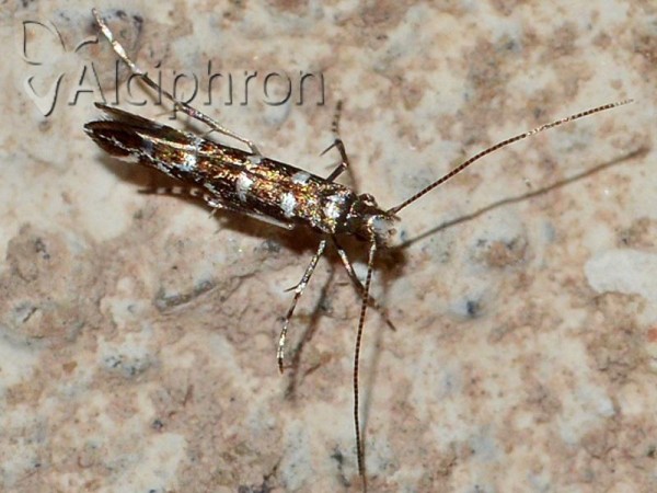 Parectopa ononidis