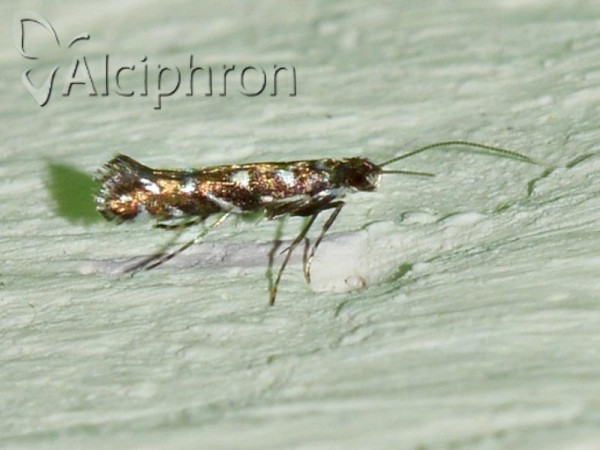 Parectopa ononidis