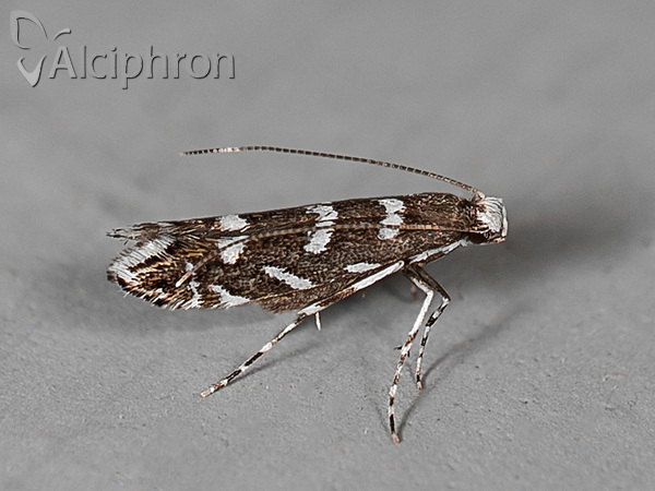 Parectopa robiniella
