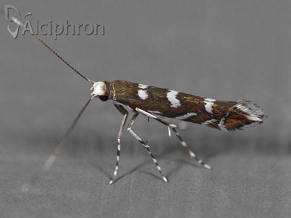 Parectopa robiniella