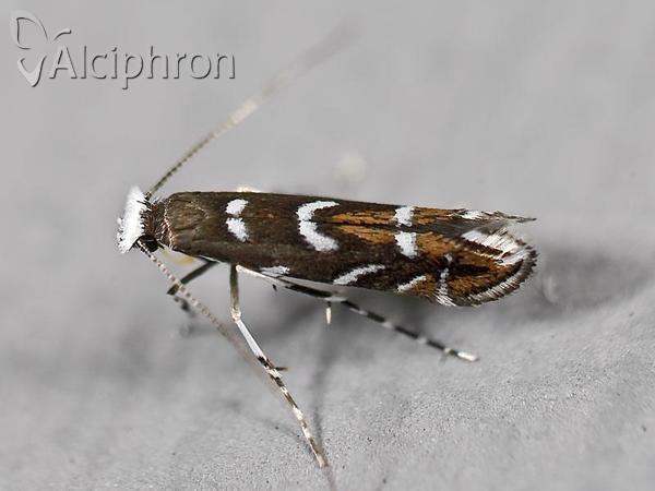 Parectopa robiniella