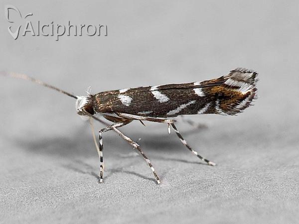 Parectopa robiniella