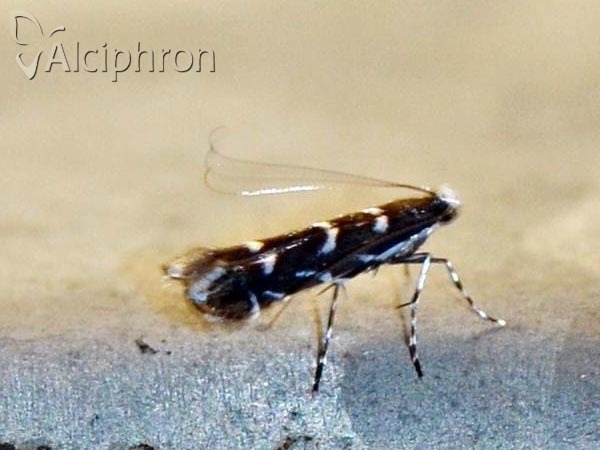 Parectopa robiniella