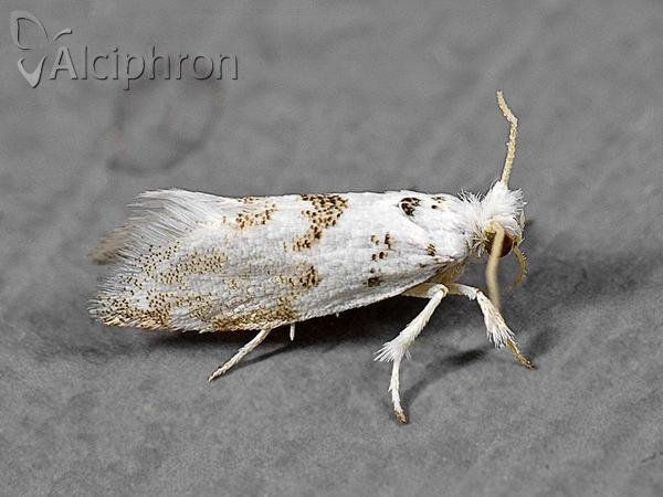 Niphonympha dealbatella