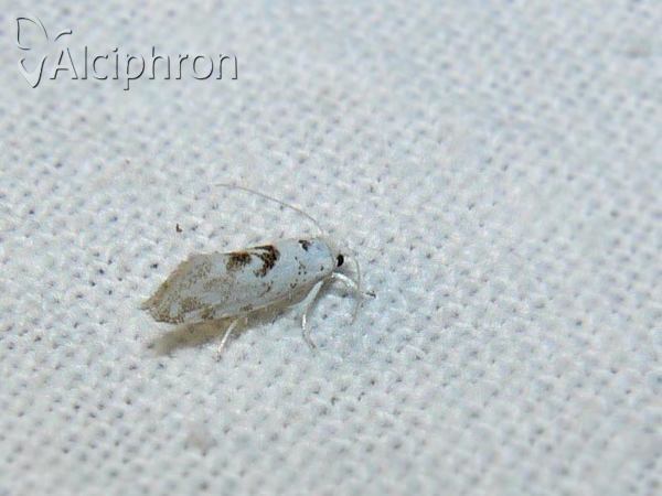 Niphonympha dealbatella