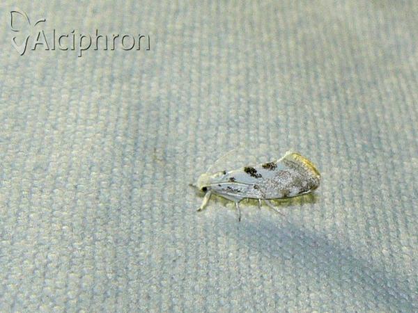Niphonympha dealbatella