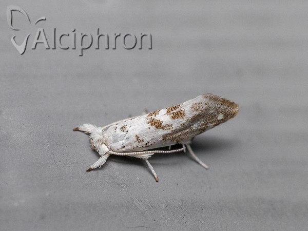 Niphonympha dealbatella