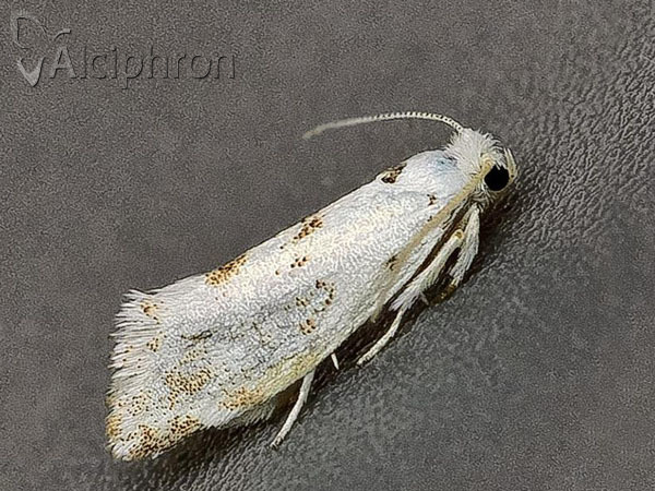 Niphonympha dealbatella
