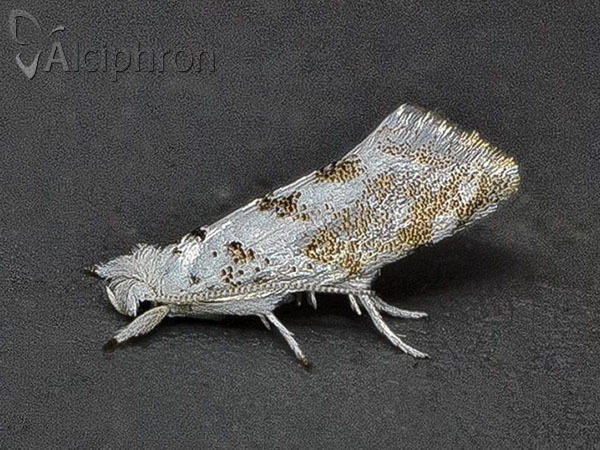 Niphonympha dealbatella