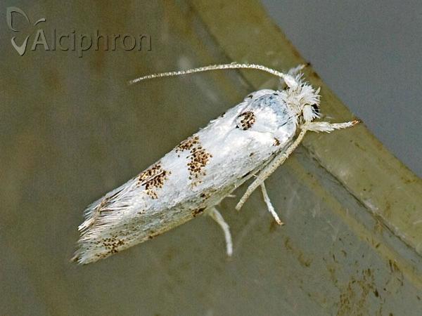 Niphonympha dealbatella