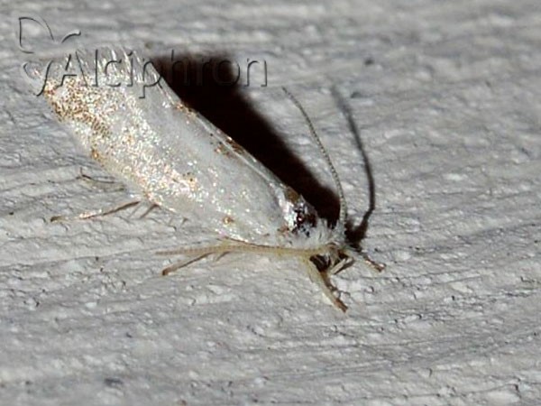 Niphonympha dealbatella
