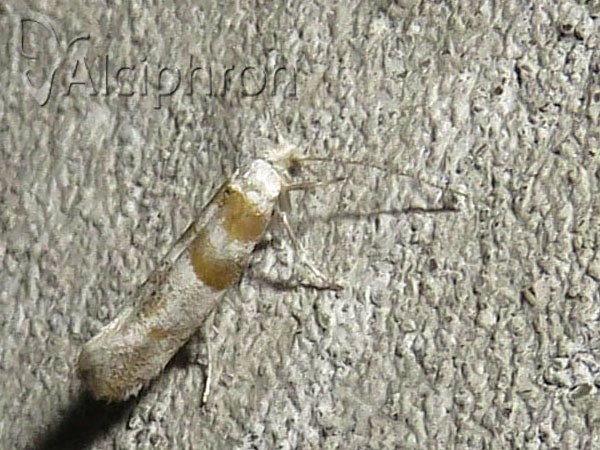 Cedestis gysseleniella