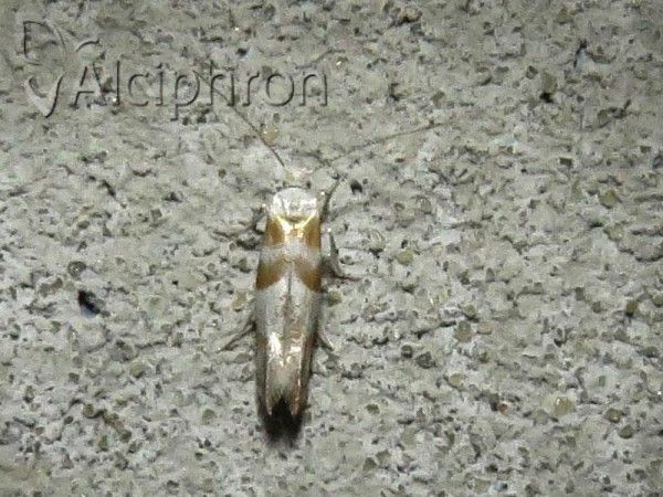 Cedestis gysseleniella