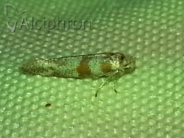 Cedestis gysseleniella