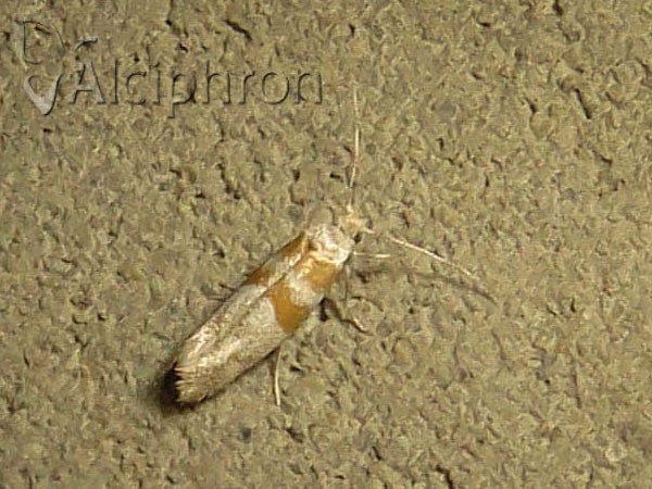 Cedestis gysseleniella