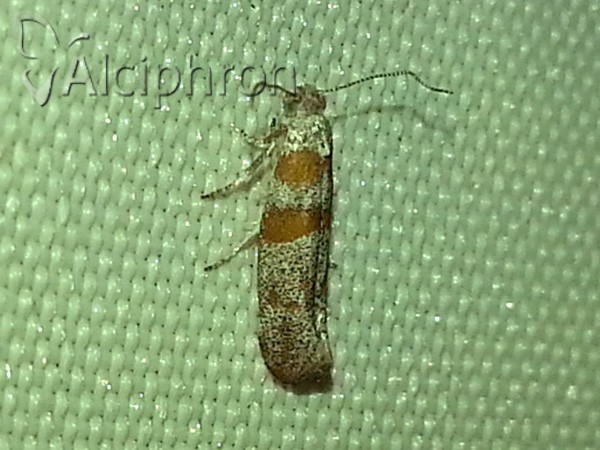 Cedestis gysseleniella