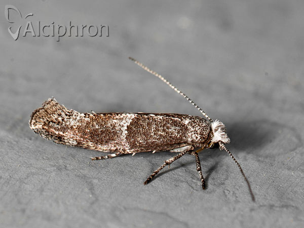Cedestis subfasciella
