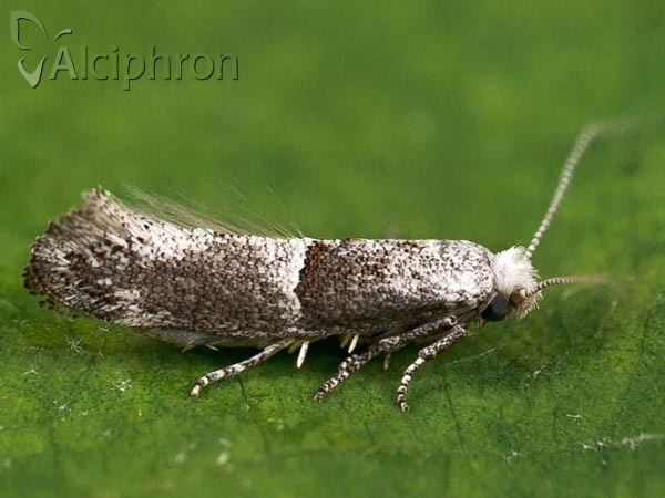 Cedestis subfasciella