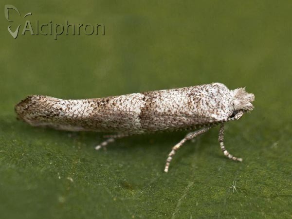 Cedestis subfasciella