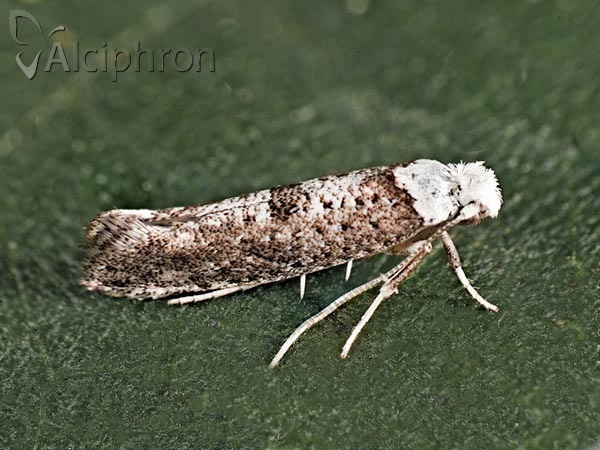 Paraswammerdamia albicapitella