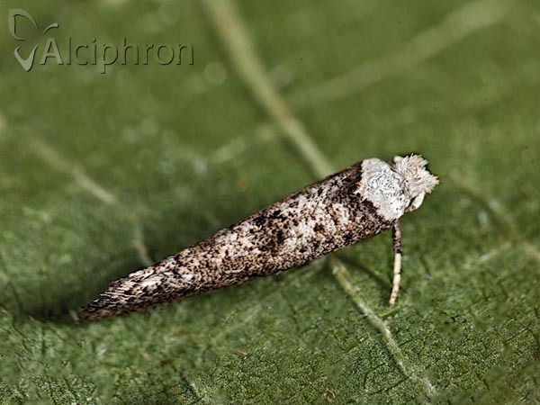 Paraswammerdamia albicapitella