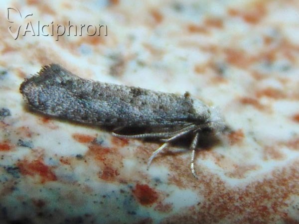 Paraswammerdamia albicapitella