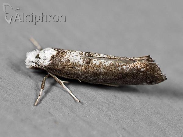 Paraswammerdamia albicapitella