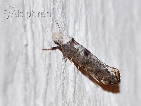 Paraswammerdamia albicapitella