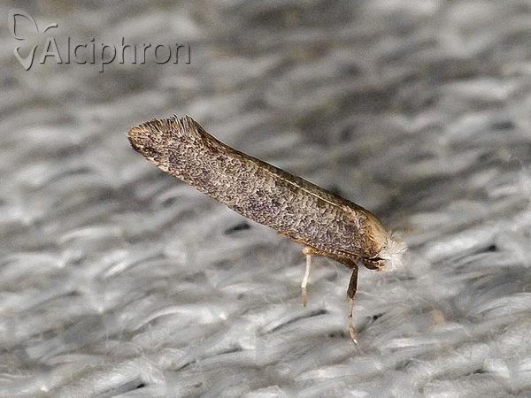 Paraswammerdamia albicapitella