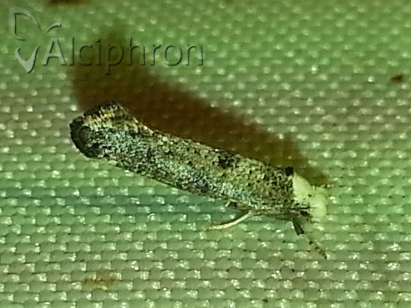 Paraswammerdamia albicapitella