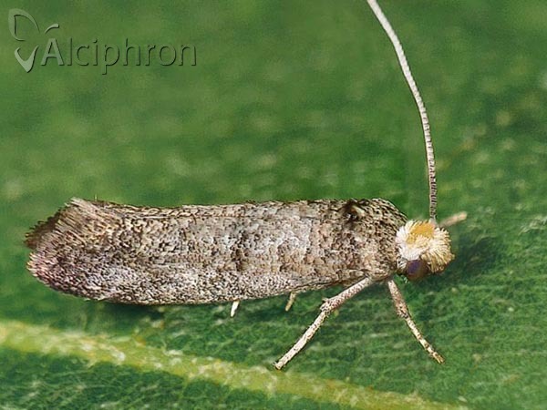 Paraswammerdamia nebulella