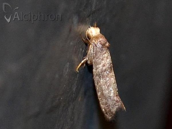 Paraswammerdamia nebulella