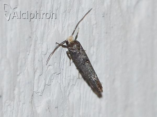 Paraswammerdamia nebulella
