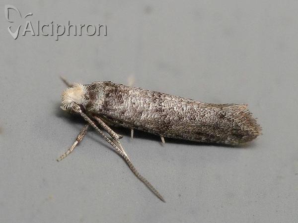 Swammerdamia pyrella