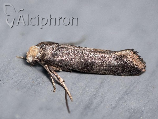 Swammerdamia pyrella
